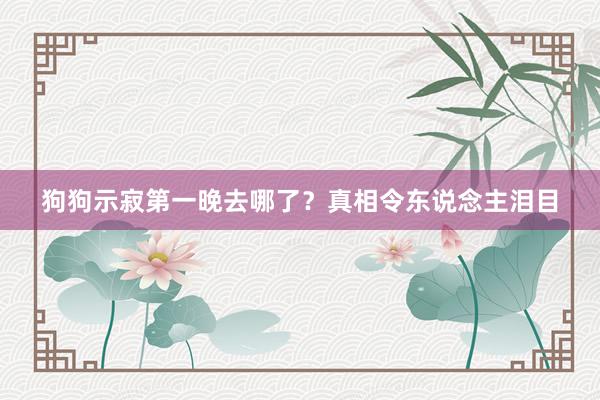 狗狗示寂第一晚去哪了？真相令东说念主泪目