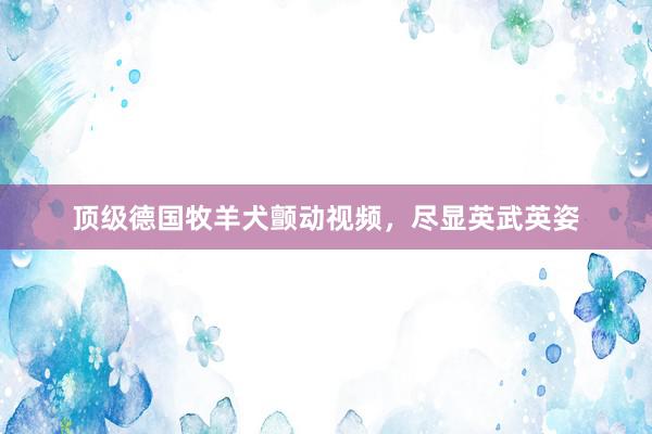 顶级德国牧羊犬颤动视频，尽显英武英姿
